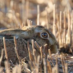 Avis aux Présidents, détenteurs d'un Plan de chasse Lièvre